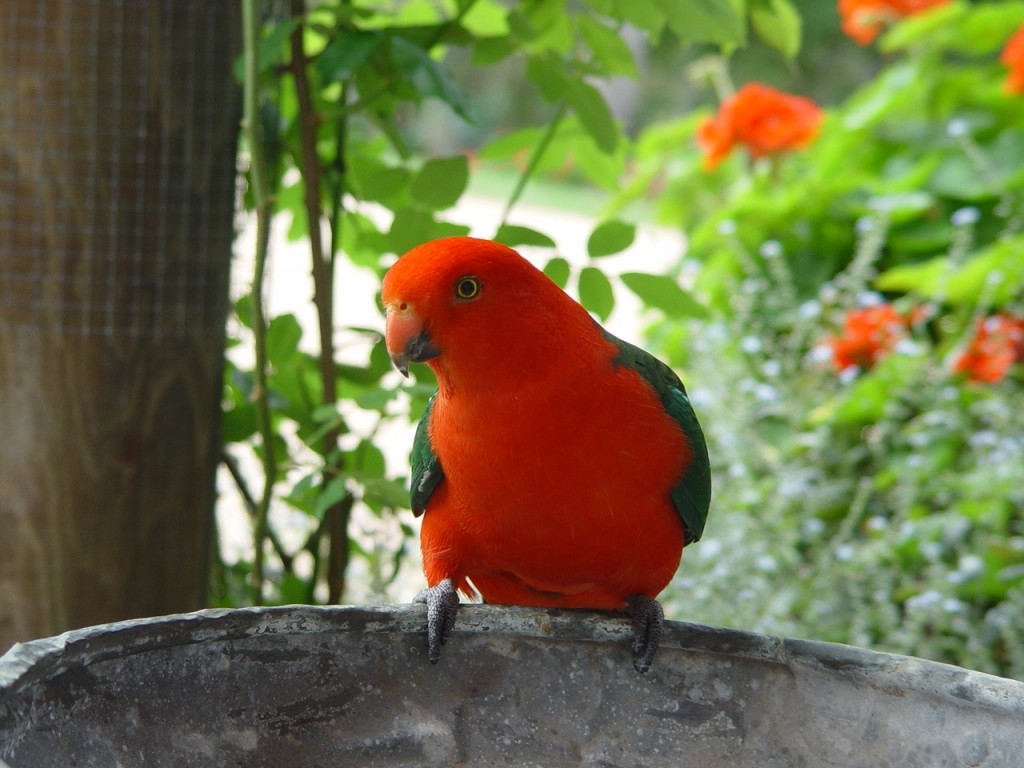 King Parrot