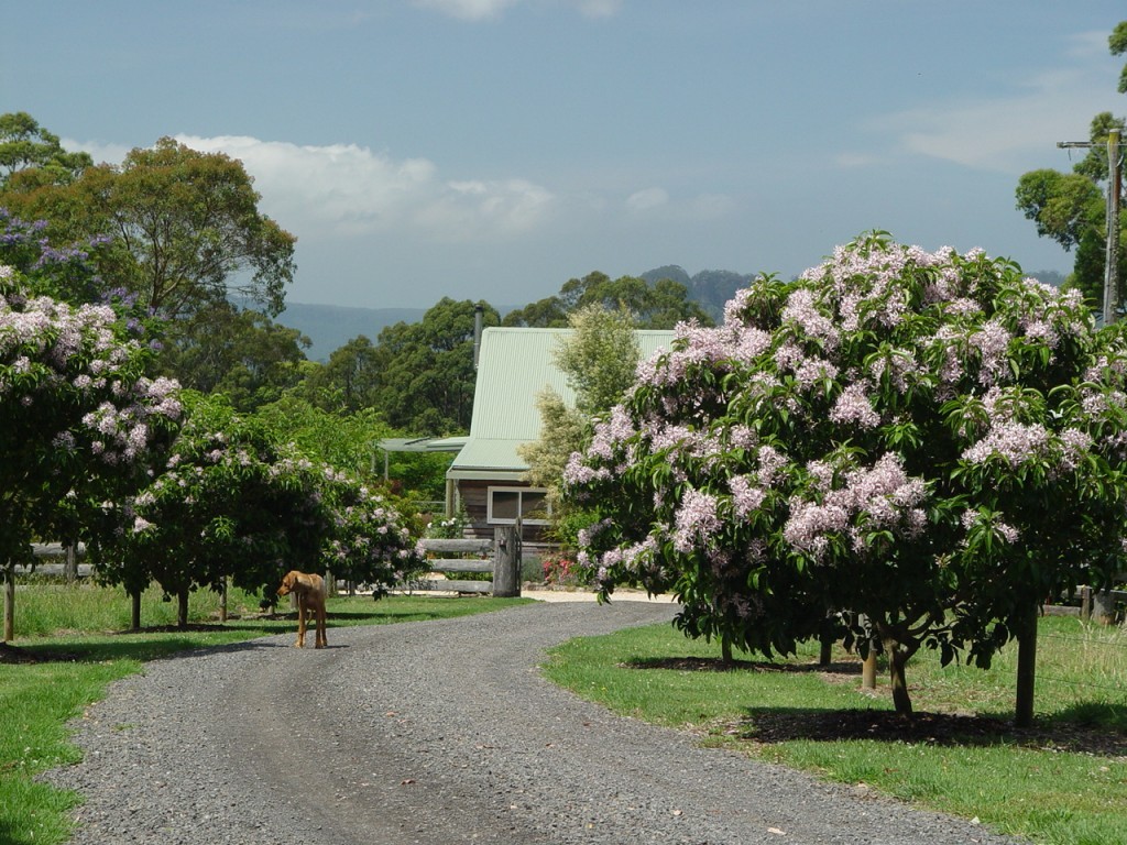 Cape Chestnuts lining driveway